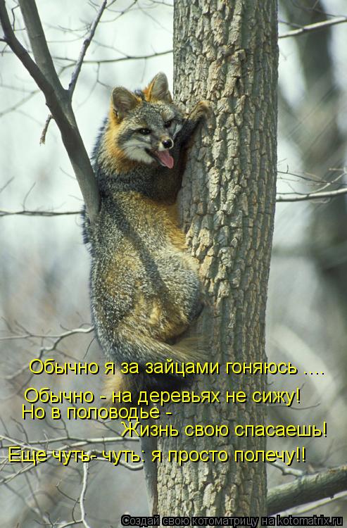 Котоматрица: Обычно я за зайцами гоняюсь .... Обычно - на деревьях не сижу! Но в половодье - Жизнь свою спасаешь! Еще чуть- чуть: я просто полечу!!