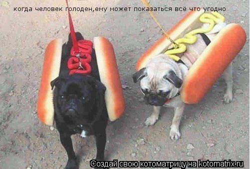 Котоматрица: когда человек голоден,ему может показаться всё что угодно
