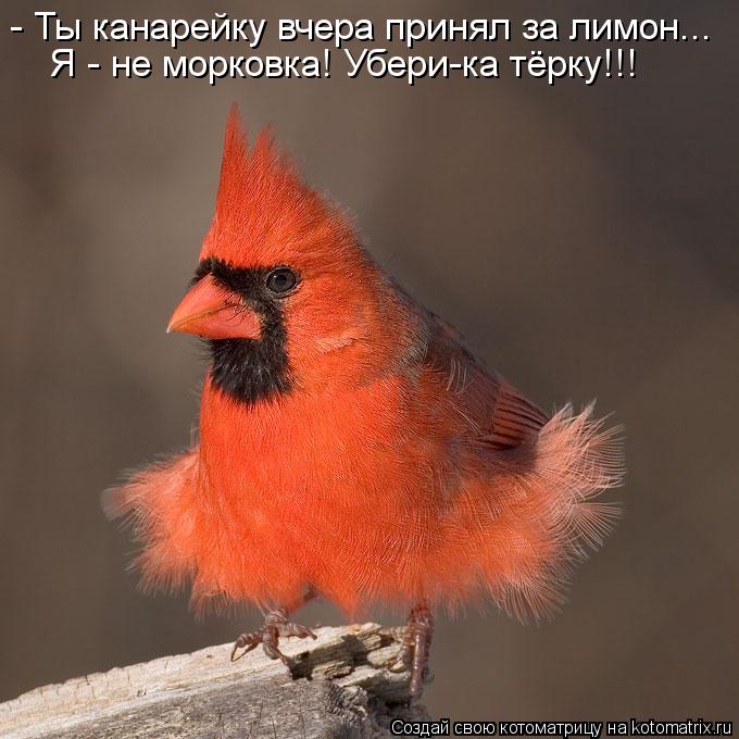 Котоматрица: - Ты канарейку вчера принял за лимон... Я - не морковка! Убери-ка тёрку!!!