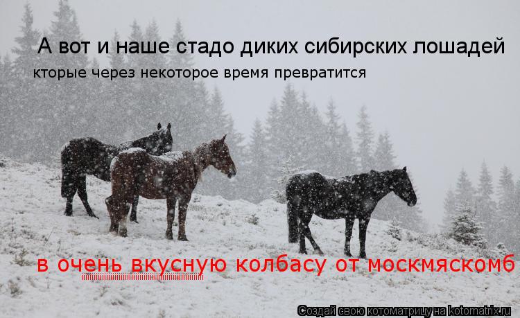 Котоматрица: А вот и наше стадо диких сибирских лошадей кторые через некоторое время превратится   в очень вкусную колбасу от москмяскомб iiiiiiiiiiiiiiiiiiiiiiiii