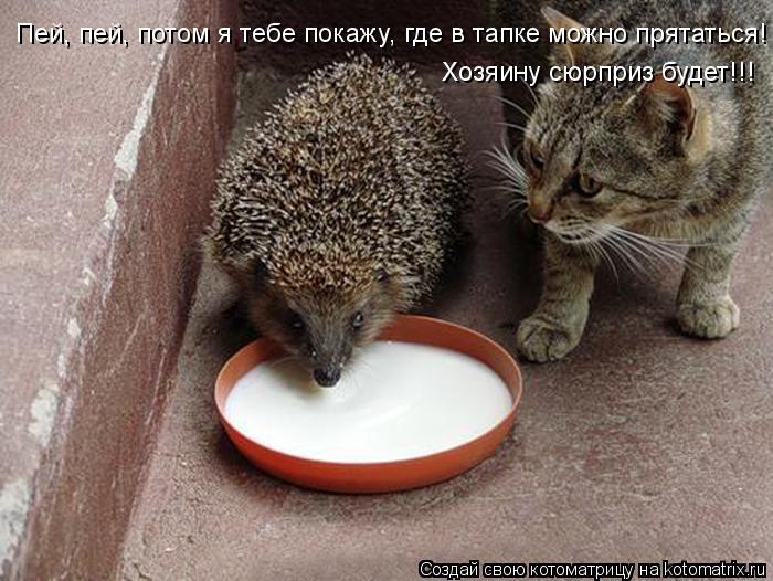 Котоматрица: Пей, пей, потом я тебе покажу, где в тапке можно прятаться! Хозяину сюрприз будет!!!