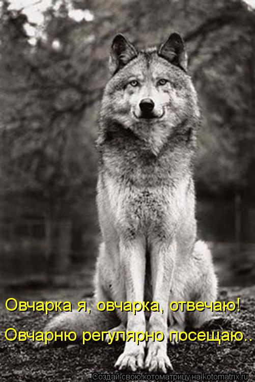 Овчарню регулярно посещаю... Овчарка я, овчарка, отвечаю!... Котоматрица: Овчарню регулярно посещаю... Овчарка я, овчарка, отвечаю!