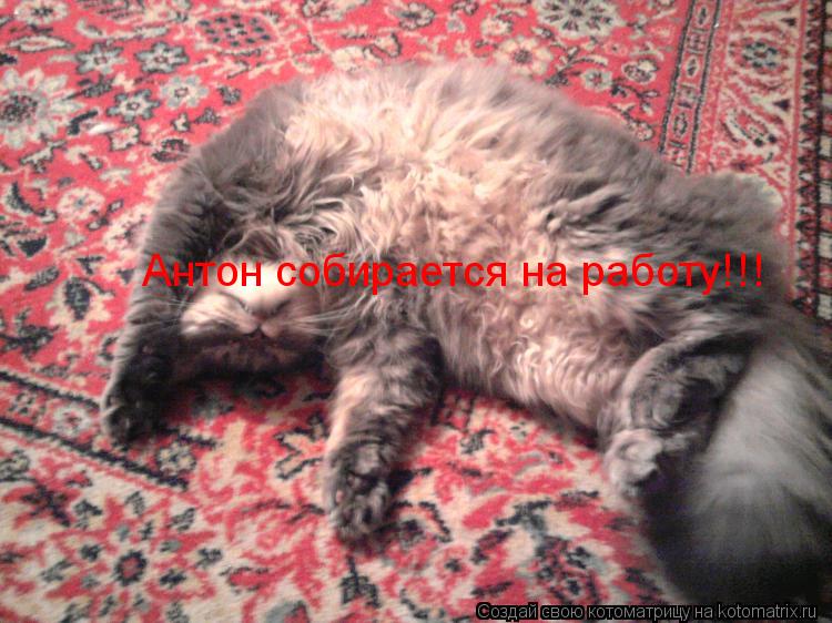 Котоматрица: Антон собирается на работу!!!