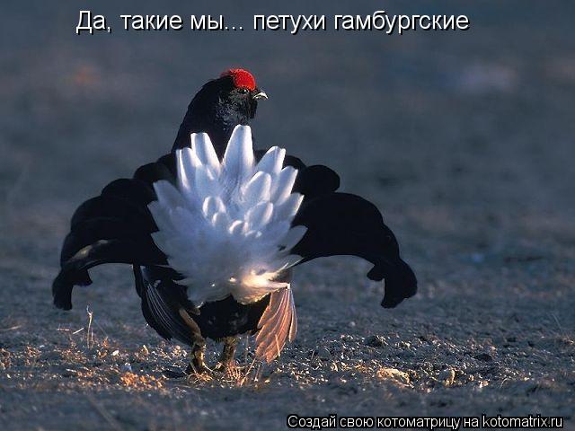 Котоматрица: Да, такие мы... петухи гамбургские