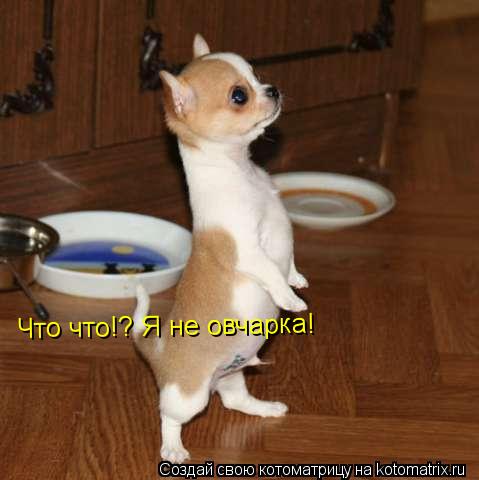 Котоматрица: Что что!? Я не овчарка!