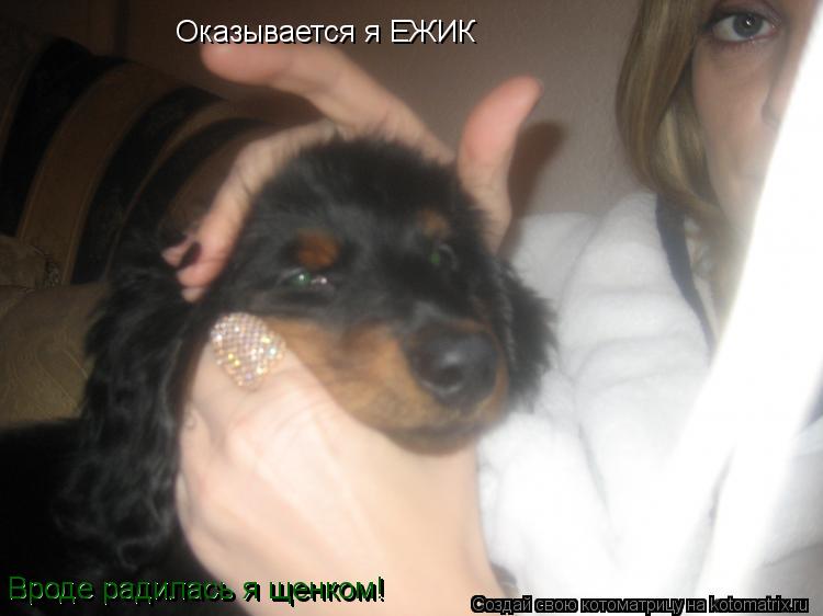 Котоматрица: Оказывается я ЕЖИК Вроде радилась я щенком! Вроде радилась я щенком!