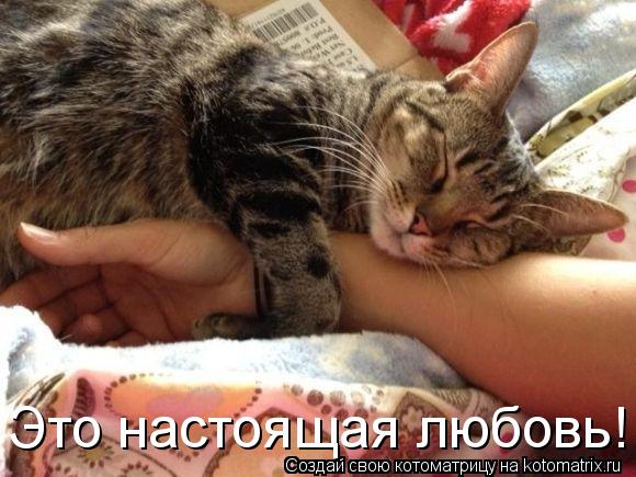 Котоматрица: Это настоящая любовь!