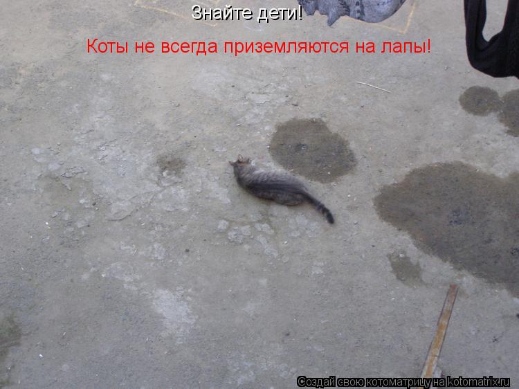 Котоматрица: Знайте дети! Коты не всегда приземляются на лапы!