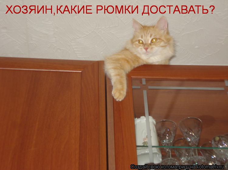 Котоматрица: ХОЗЯИН,КАКИЕ РЮМКИ ДОСТАВАТЬ? ХОЗЯИН,КАКИЕ РЮМКИ ДОСТАВАТЬ? ХОЗЯИН,КАКИЕ РЮМКИ ДОСТАВАТЬ?