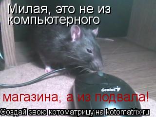 Котоматрица: Милая, это не из компьютерного  магазина, а из подвала!