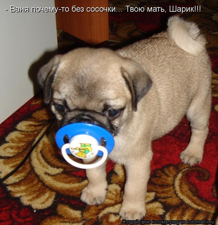 Котоматрица: - Ваня почему-то без сосочки... Твою мать, Шарик!!!