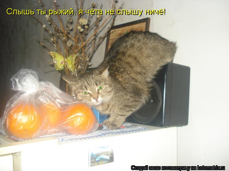 Котоматрица: Слышь ты рыжий, я чёта не слышу ничё!