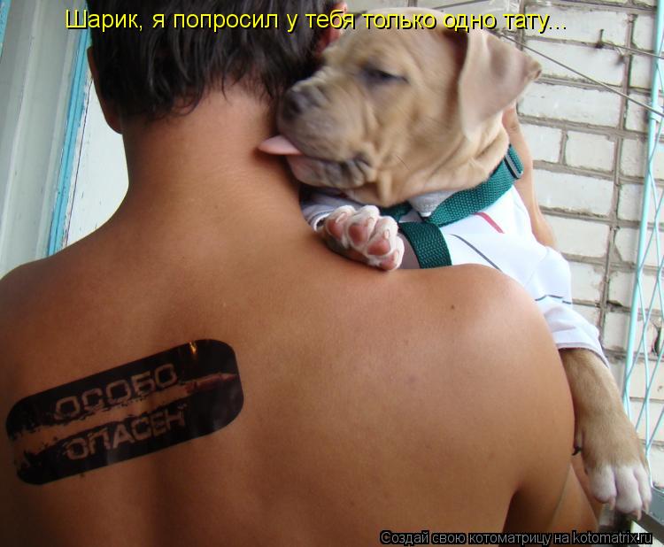 Котоматрица: Шарик, я попросил у тебя только одно тату...