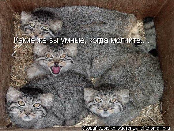 Котоматрица: Какие же вы умные, когда молчите....