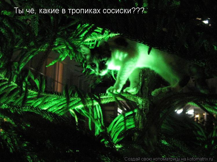 Котоматрица: Ты чё, какие в тропиках сосиски???