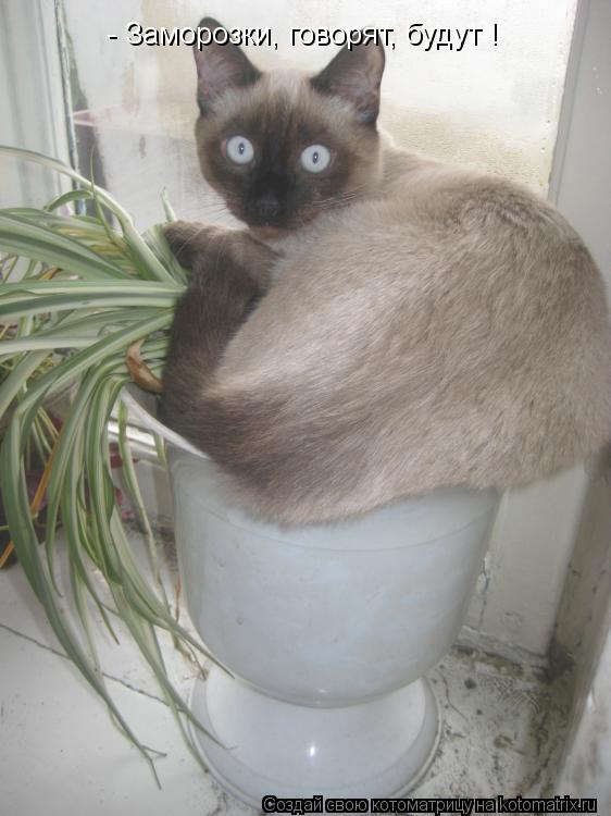 Котоматрица: - Заморозки, говорят, будут !