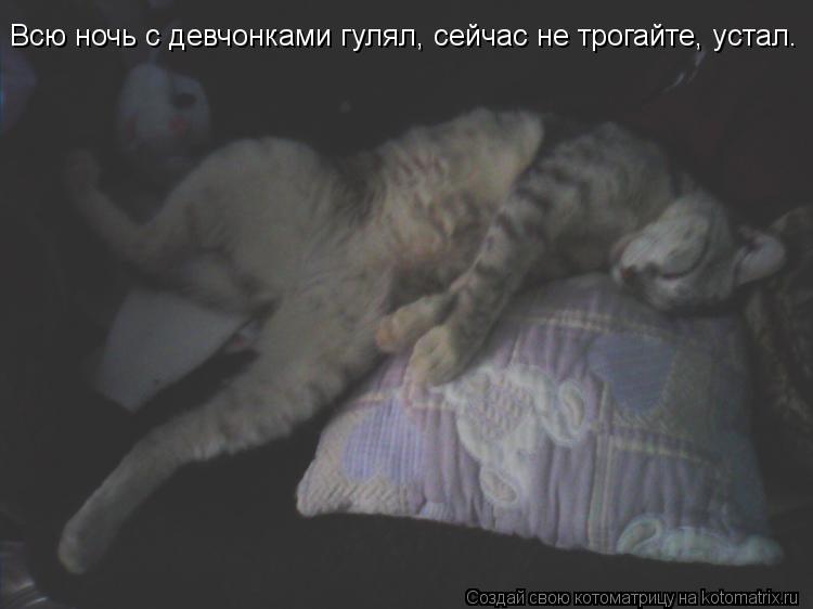 Котоматрица: Всю ночь с девчонками гулял, сейчас не трогайте, устал.