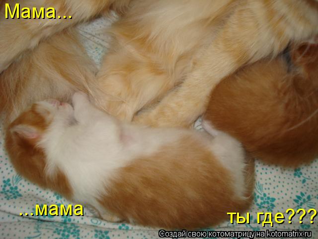 Котоматрица: Мама... ...мама ты где???