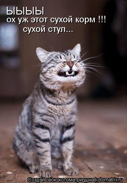 Котоматрица: ЫЫЫЫ  ох уж этот сухой корм !!! сухой стул...