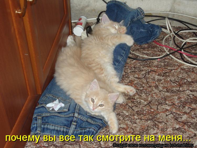 Котоматрица: почему вы все так смотрите на меня... почему вы все так смотрите на меня... почему вы все так смотрите на меня... почему вы все так смотрите на м