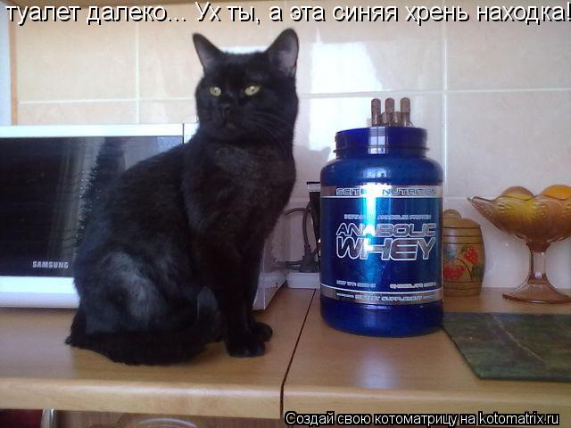 Котоматрица: туалет далеко... Ух ты, а эта синяя хрень находка!