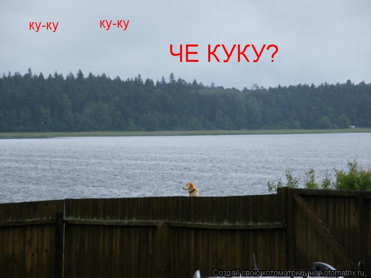 Котоматрица: ку-ку ку-ку ЧЕ КУКУ?