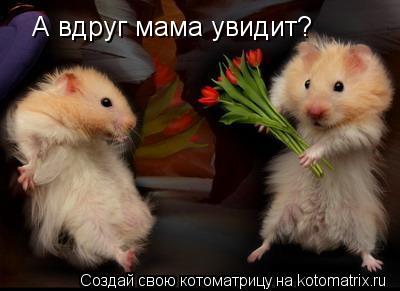 Котоматрица: А вдруг мама увидит?