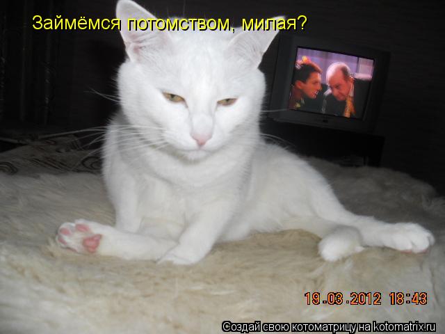 Котоматрица: Займёмся потомством, милая?