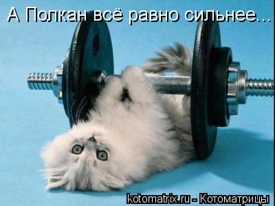 Котоматрица: А Полкан всё равно сильнее...