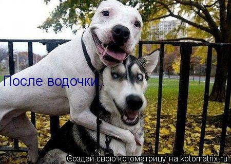 Котоматрица: После водочки..