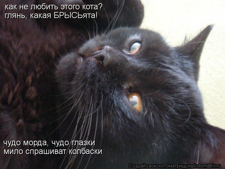 Котоматрица: как не любить этого кота? глянь, какая БРЫСЬята! чудо морда, чудо глазки мило спрашиват колбаски