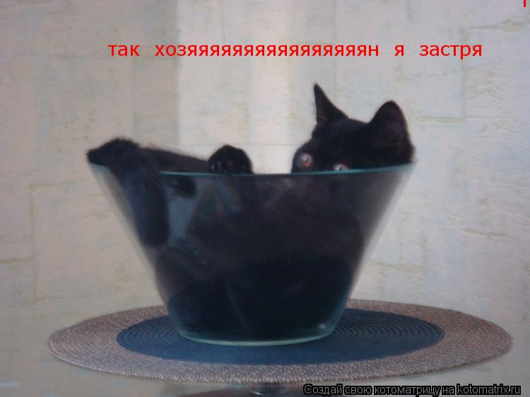Котоматрица: так  хозяяяяяяяяяяяяяяяян  я  застря так  хозяяяяяяяяяяяяяяяян  я  застря