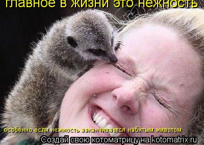 Котоматрица: главное в жизни это нежность особенно если нежность заканчивается набитым животом