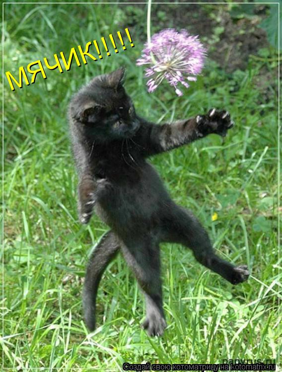 Котоматрица: МЯЧИК!!!!! МЯЧИК!!!!!