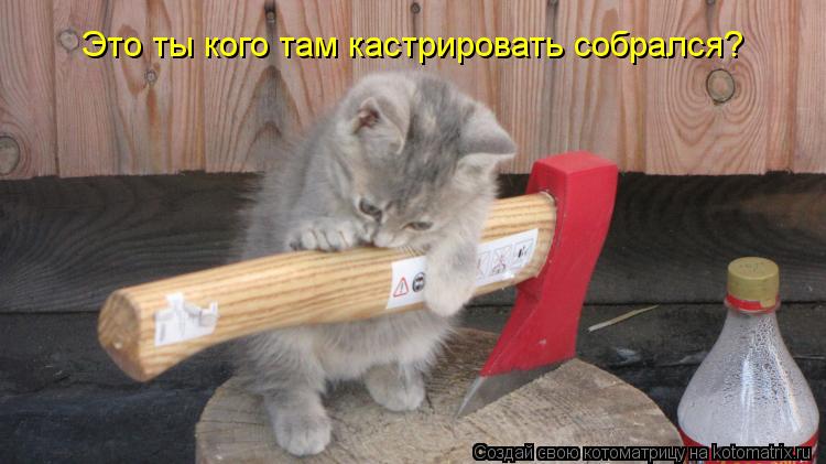 Котоматрица: Это ты кого там кастрировать собрался? Не меня ли? Это ты кого там кастрировать собрался?