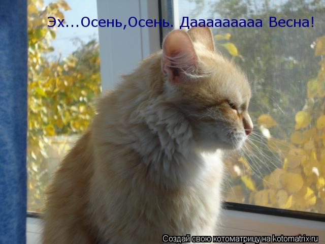 Котоматрица: Эх...Осень,Осень. Дааааааааа Весна!