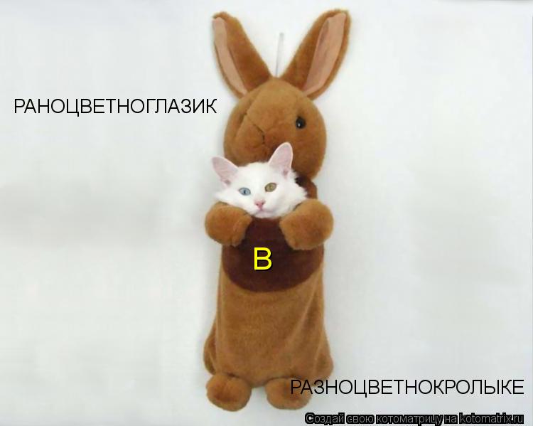 Котоматрица: РАНОЦВЕТНОГЛАЗИК в РАЗНОЦВЕТНОКРОЛЫКЕ РАЗНОЦВЕТНОКРОЛЫКЕ В