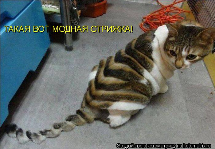 Котоматрица: ТАКАЯ ВОТ МОДНАЯ СТРИЖКА!