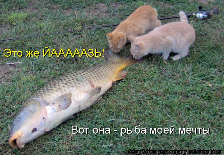Котоматрица: Это же ЙАААААЗЬ! Вот она - рыба моей мечты