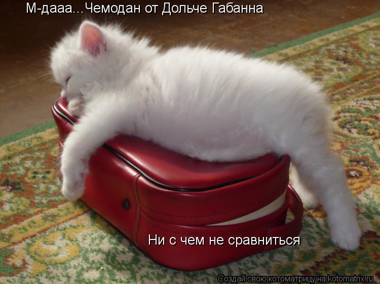 Котоматрица: М-дааа...Чемодан от Дольче Габанна Ни с чем не сравниться