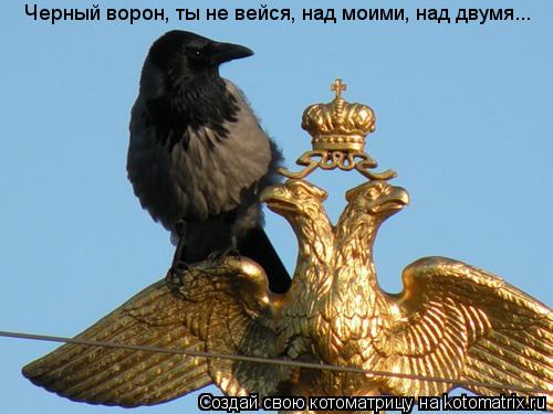 Котоматрица: Черный ворон, ты не вейся, над моими, над двумя...