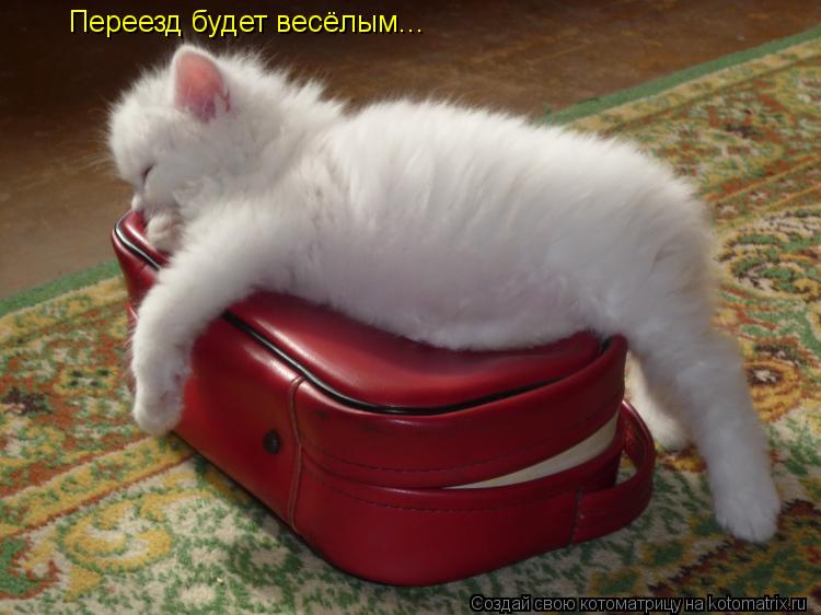 Котоматрица: Переезд будет весёлым...