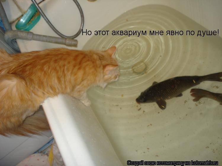 Котоматрица: Но этот аквариум мне явно по душе!