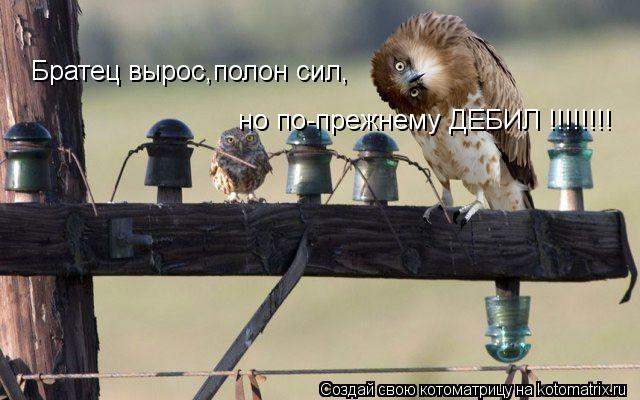 Котоматрица: Братец вырос,полон сил, но по-прежнему ДЕБИЛ !!!!!!!!