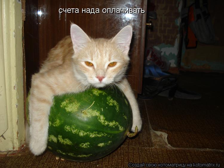 Котоматрица: счета нада оплачивать