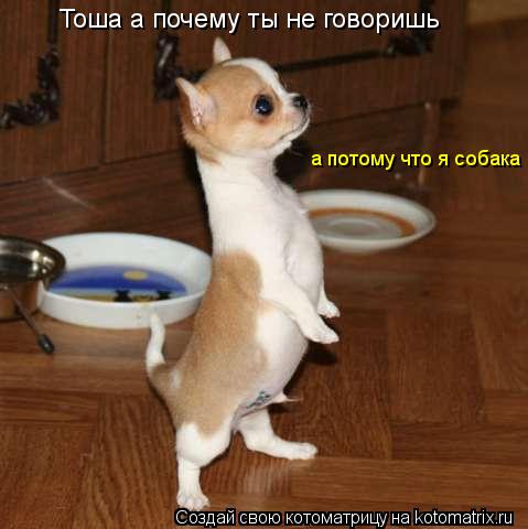 Котоматрица: Тоша а почему ты не говоришь  а потому что я собака