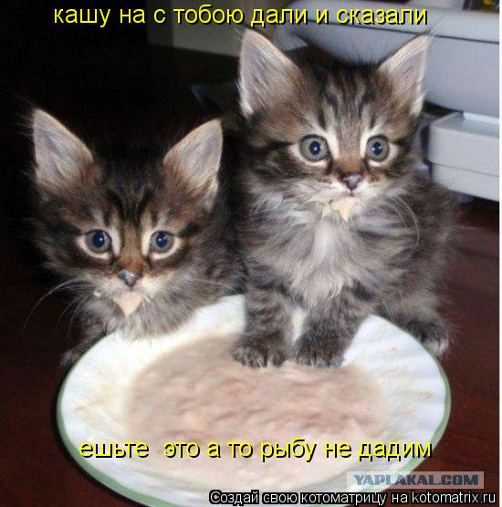 Котоматрица: кашу на с тобою дали и сказали  ешьте  это а то рыбу не дадим