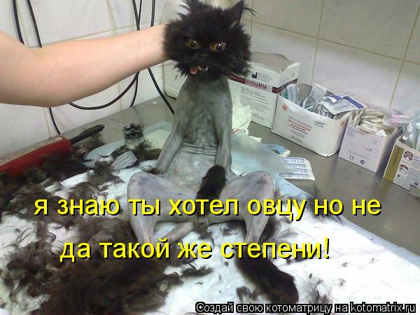 Котоматрица: я знаю ты хотел овцу но не да такой же степени!