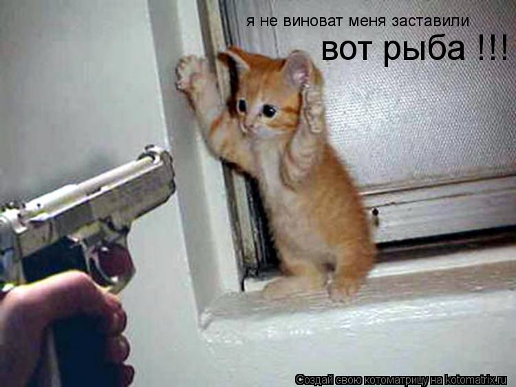 Котоматрица: я не виноват меня заставили вот рыба !!!