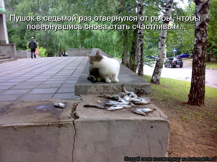 Пушок в седьмой раз отвернулся от рыбы, чтобы повернувшись снова стать счастливым...... Котоматрица: Пушок в седьмой раз отвернулся от рыбы, чтобы повернувшись снова стать счастливым...